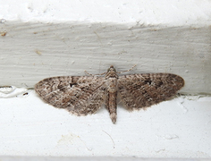 Augustdvergmåler (Eupithecia pusillata)