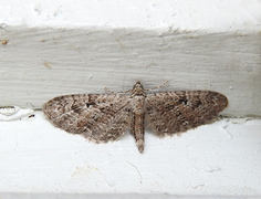 Augustdvergmåler (Eupithecia pusillata)