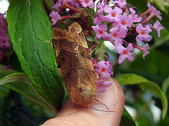 Broad-bordered Yellow Underwing (Noctua fimbriata)