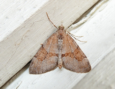 Grey Pine Carpet (Thera obeliscata)