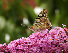 Tistelsommerfugl (Vanessa cardui)