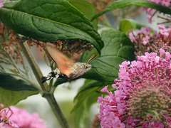 Hummingbird Hawk-moth (Macroglossum stellatarum)