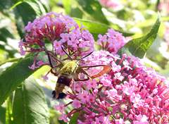 Broad-bordered Bee Hawk-moth (Hemaris fuciformis)