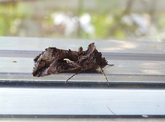 Silver Y (Autographa gamma)