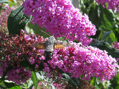 Hummingbird Hawk-moth (Macroglossum stellatarum)