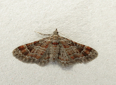 Double-striped Pug (Gymnoscelis rufifasciata)