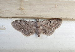 Augustdvergmåler (Eupithecia pusillata)