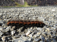 Fox Moth (Macrothylacia rubi)