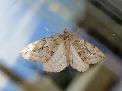 Grå einerbarmåler (Thera juniperata)