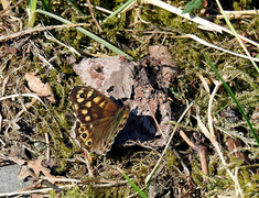 Speckled Wood (Pararge aegeria)