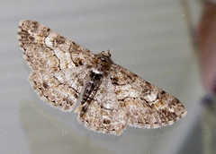 Ringed Carpet (Cleora cinctaria)