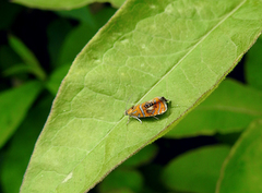 Okerprydvikler (Olethreutes arcuella)