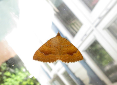 Yellow Shell (Camptogramma bilineata)