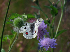 Apollosommerfugl (Parnassius apollo)