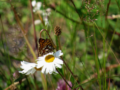 Sølvkåpe (Issoria lathonia)