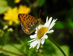 Dark Green Fritillary (Argynnis aglaja)