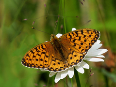 Dark Green Fritillary (Argynnis aglaja)
