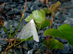 Løvskogmåler (Campaea margaritaria)