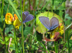 Mazarine Blue (Cyaniris semiargus)