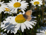 Engringvinge (Coenonympha pamphilus)