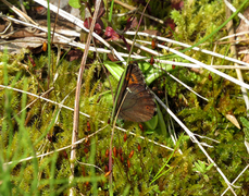 Fløyelsringvinge (Erebia ligea)