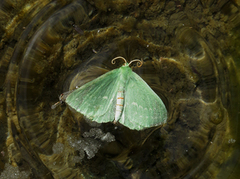 Large Emerald (Geometra papilionaria)