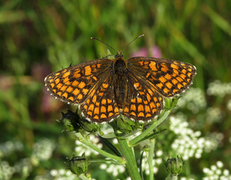 Heath Fritillary (Melitaea athalia)