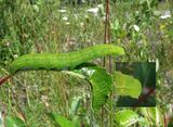 Flikfly (Scoliopteryx libatrix)