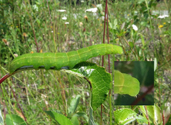 The Herald (Scoliopteryx libatrix)