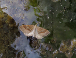 Brun bakkemåler (Scotopteryx chenopodiata)