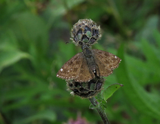 Dingy Skipper (Erynnis tages)