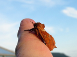 Rød roteter (Triodia sylvina)