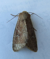 Teglrødt engfly (Apamea lateritia)