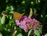 Keiserkåpe (Argynnis paphia)