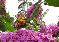 Dark Green Fritillary (Argynnis aglaja)