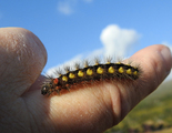 Blågrått kveldfly (Acronicta euphorbiae)