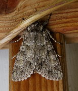 Grey Arches (Polia nebulosa)
