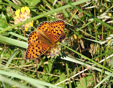 Dark Green Fritillary (Argynnis aglaja)