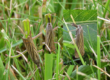 Årenebbmott (Chrysoteuchia culmella)