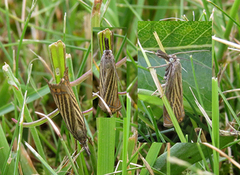 Garden Grass-veneer (Chrysoteuchia culmella)