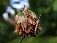 Diamond-back Moth (Plutella xylostella)