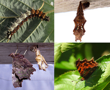 Comma Butterfly (Polygonia c-album)