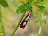 Toflekket nebbmott (Catoptria pinella)