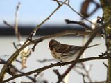 Gråsisik (Carduelis flammea)