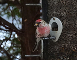 Gråsisik (Carduelis flammea)