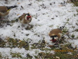 Stillits (Carduelis carduelis)