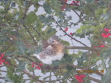 Gråtrost (Turdus pilaris)