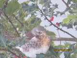 Gråtrost (Turdus pilaris)