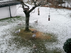 Herring Gull (Larus argentatus)