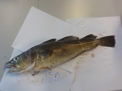 Atlantic cod (Gadus morhua)